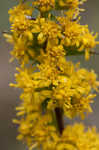 Roan Mountain goldenrod